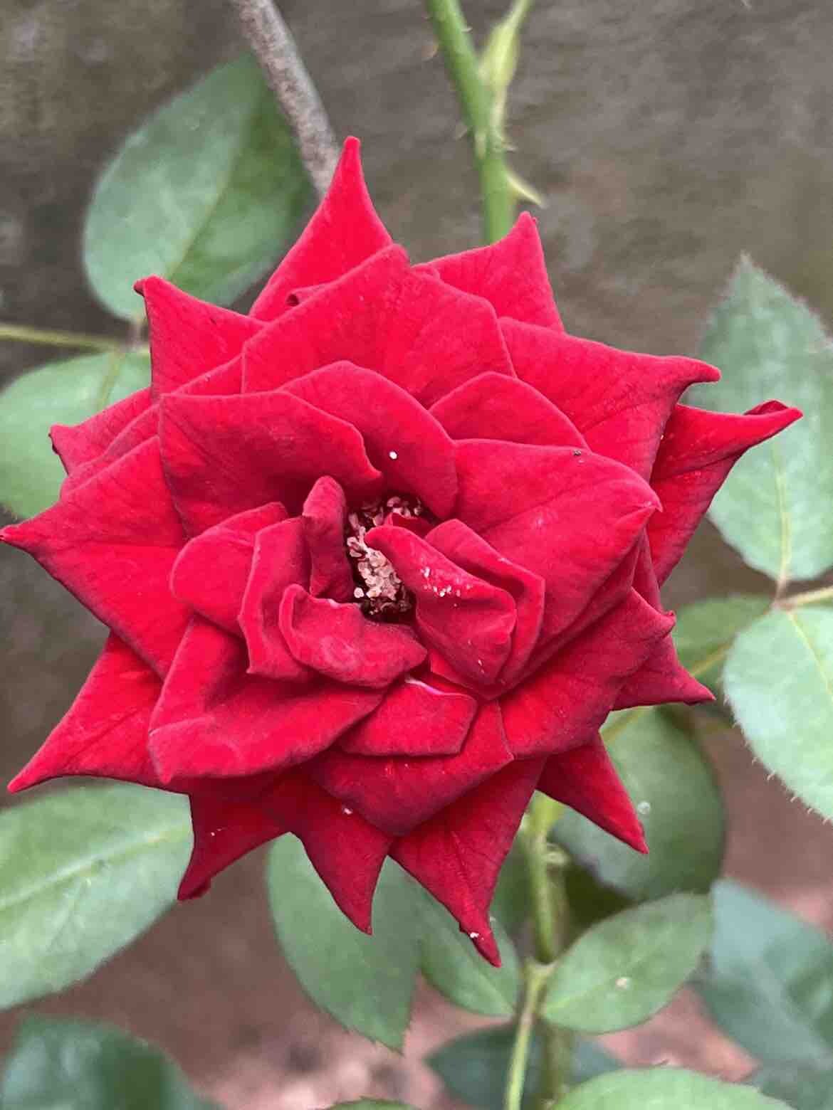 节日快乐