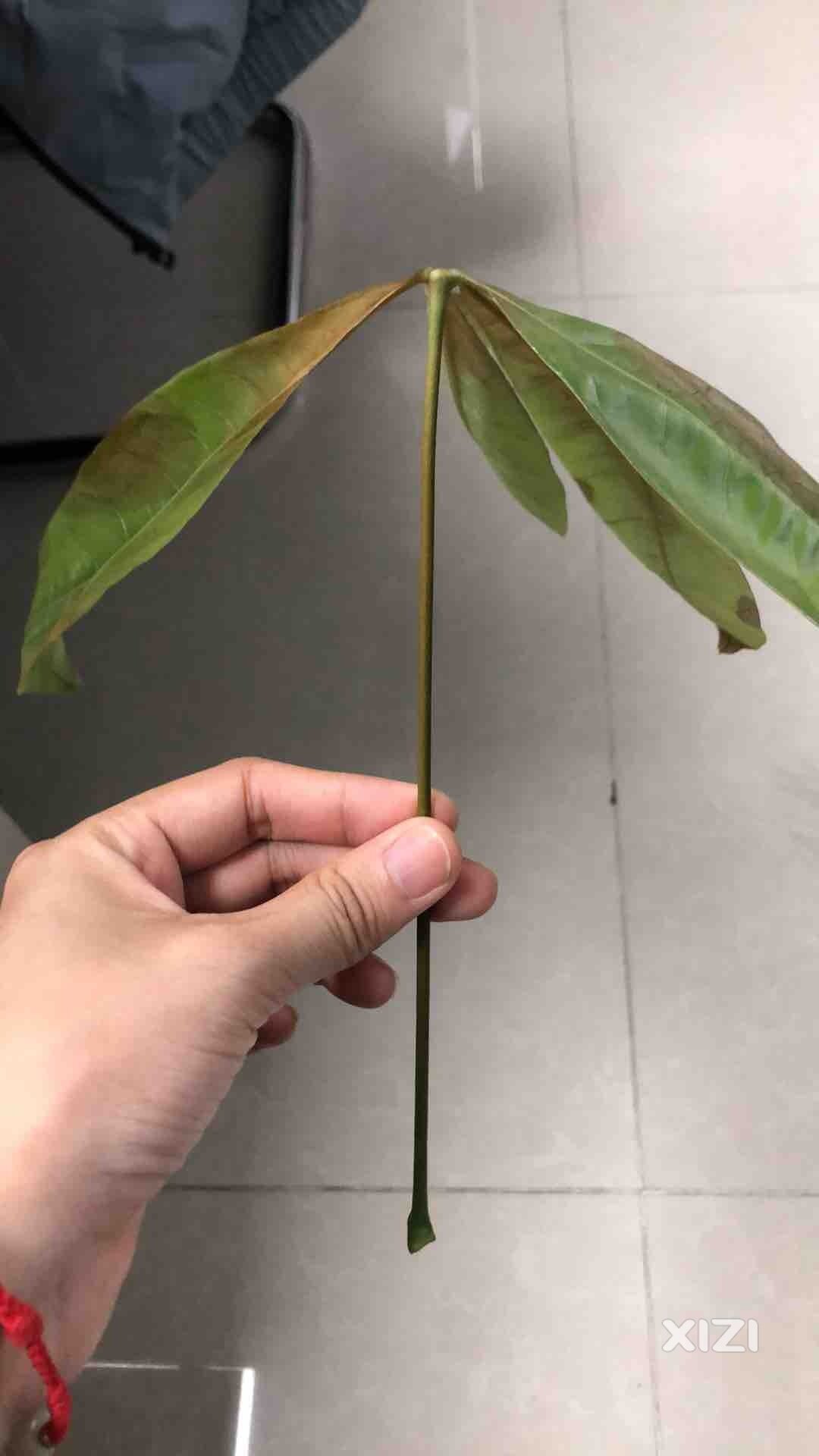 发财树