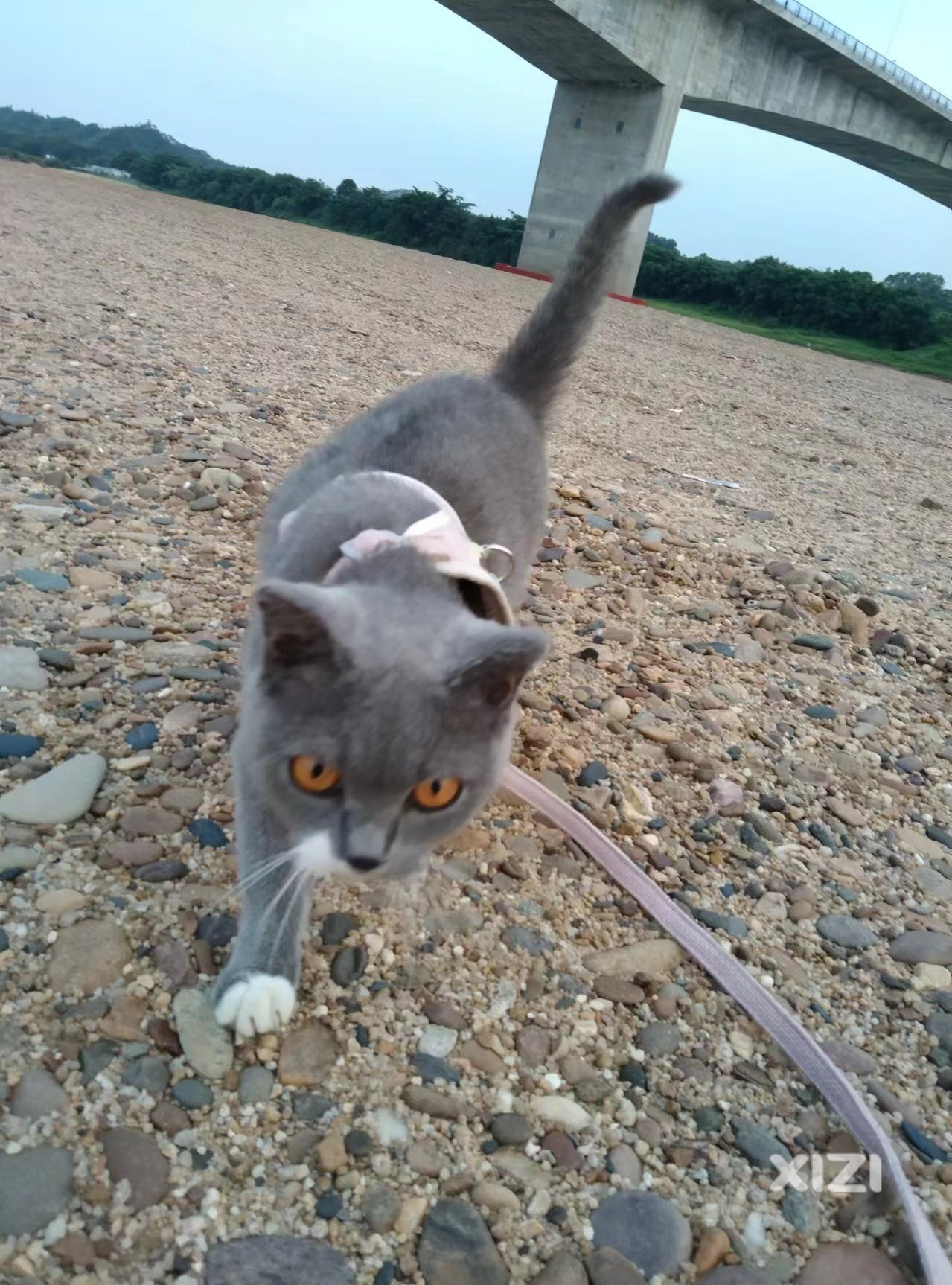 有人要猫吗？