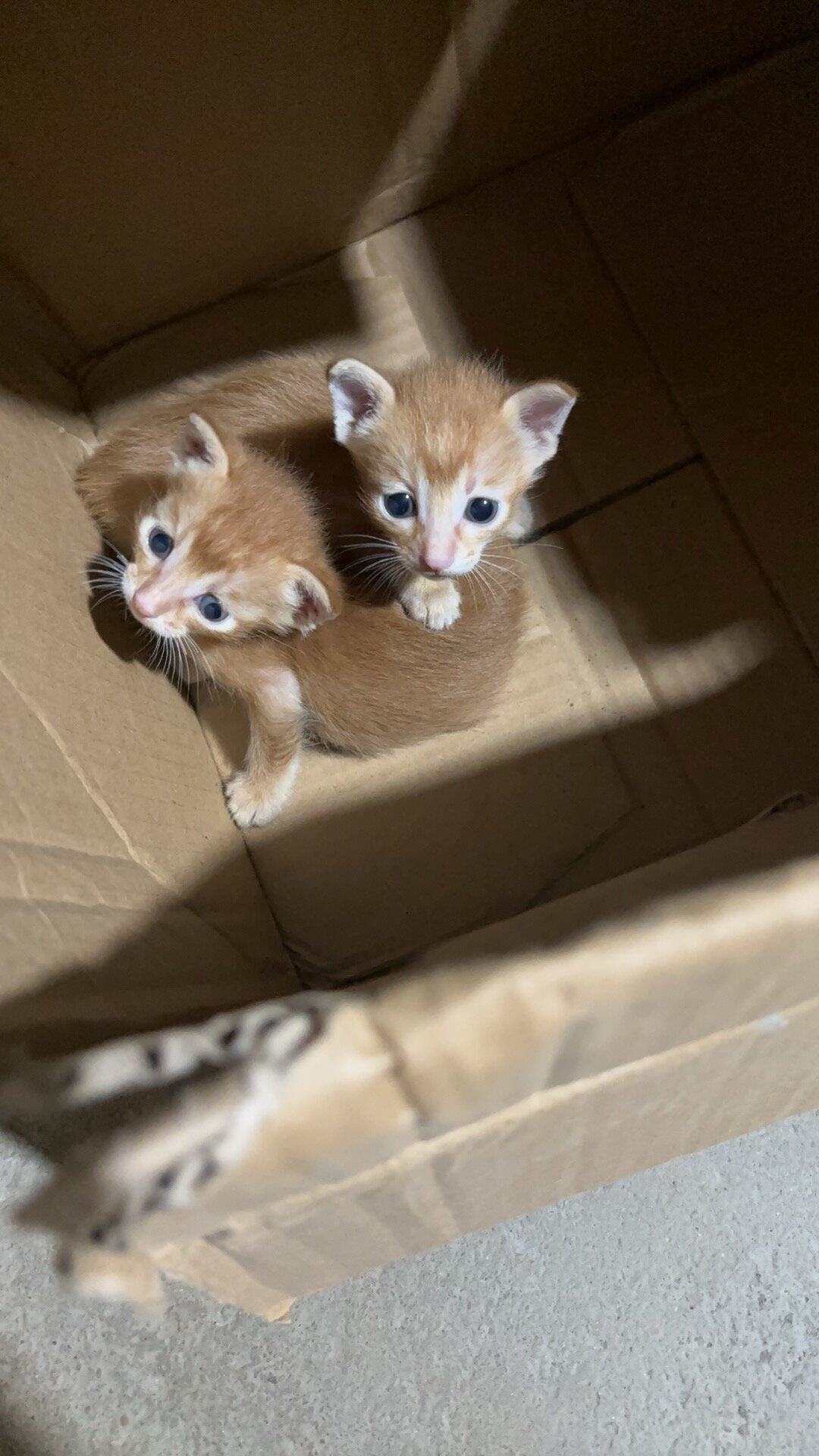 小金口附近免费领养小橘猫