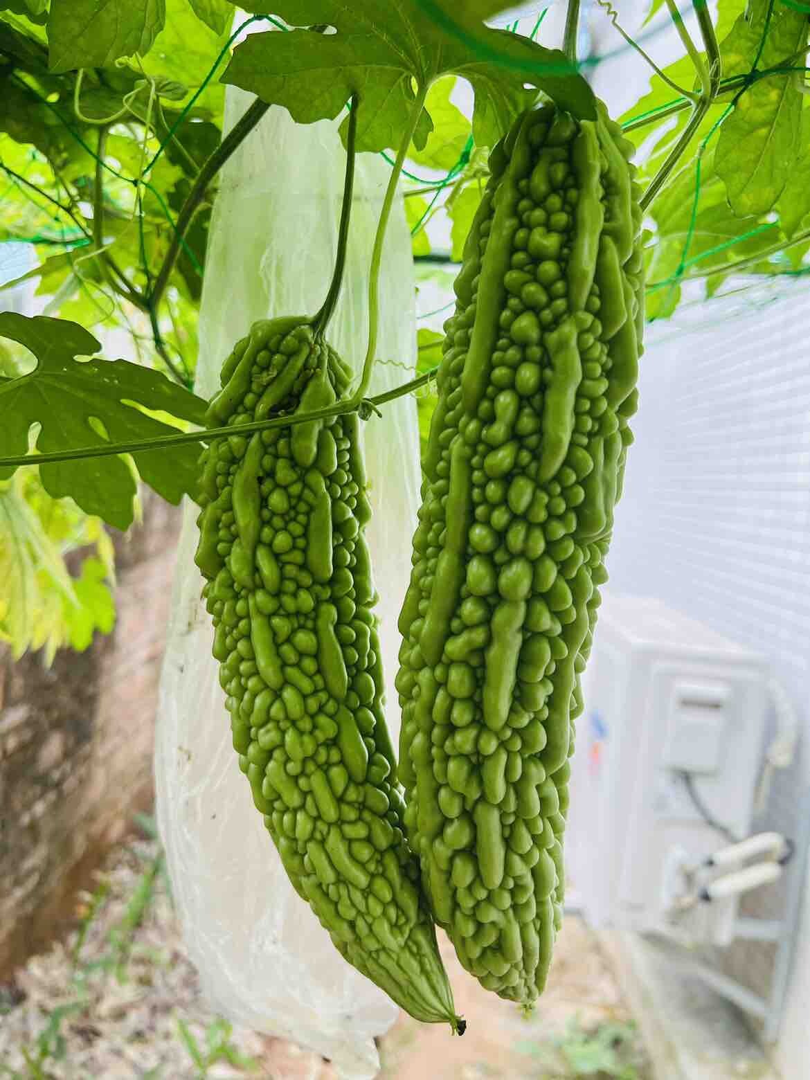 今年第一批苦瓜