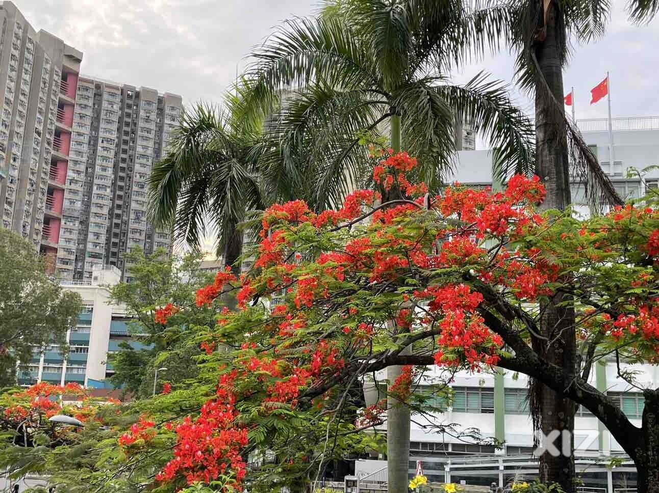 鳳凰花，好美
