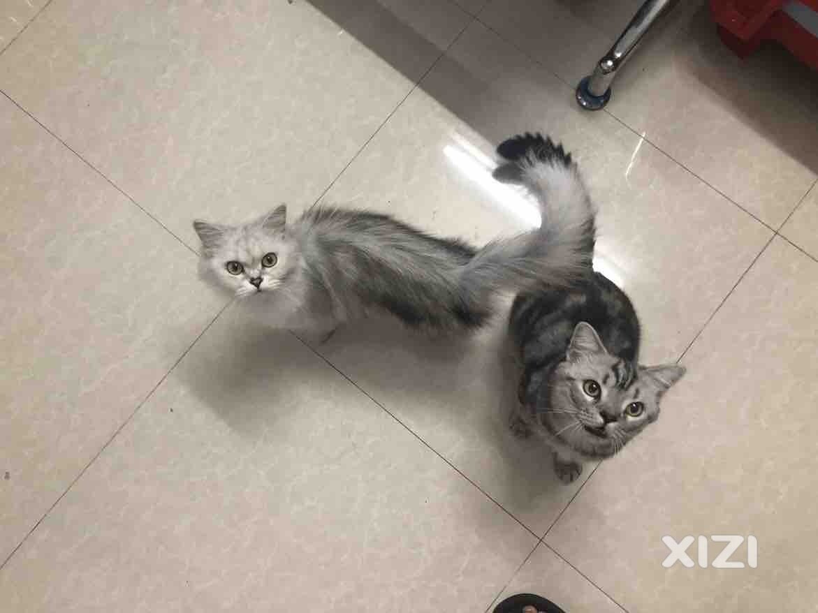 猫猫找主人