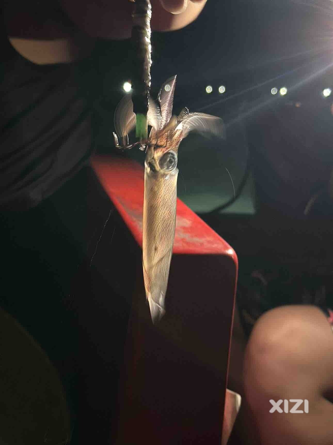 又到今年釣魷魚季節第一次釣魷魚好有手隱