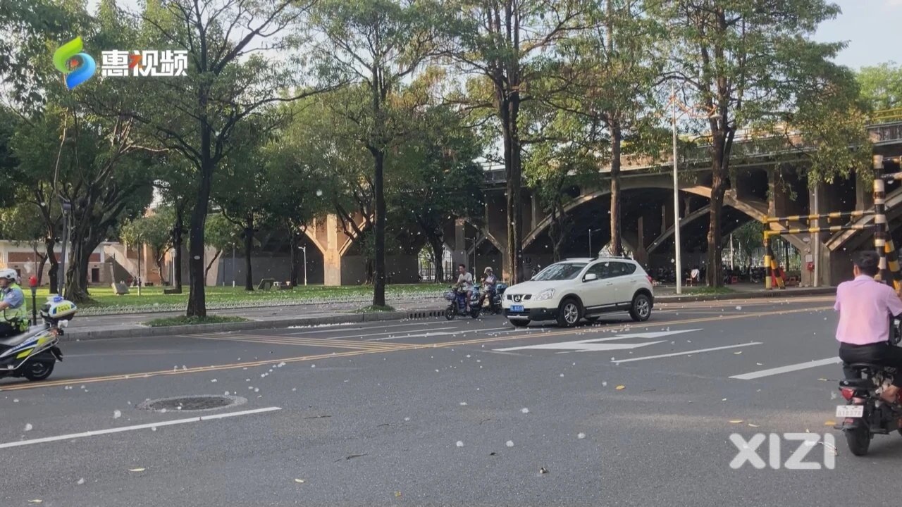 又到一年飞絮时！过敏体质市民需远离