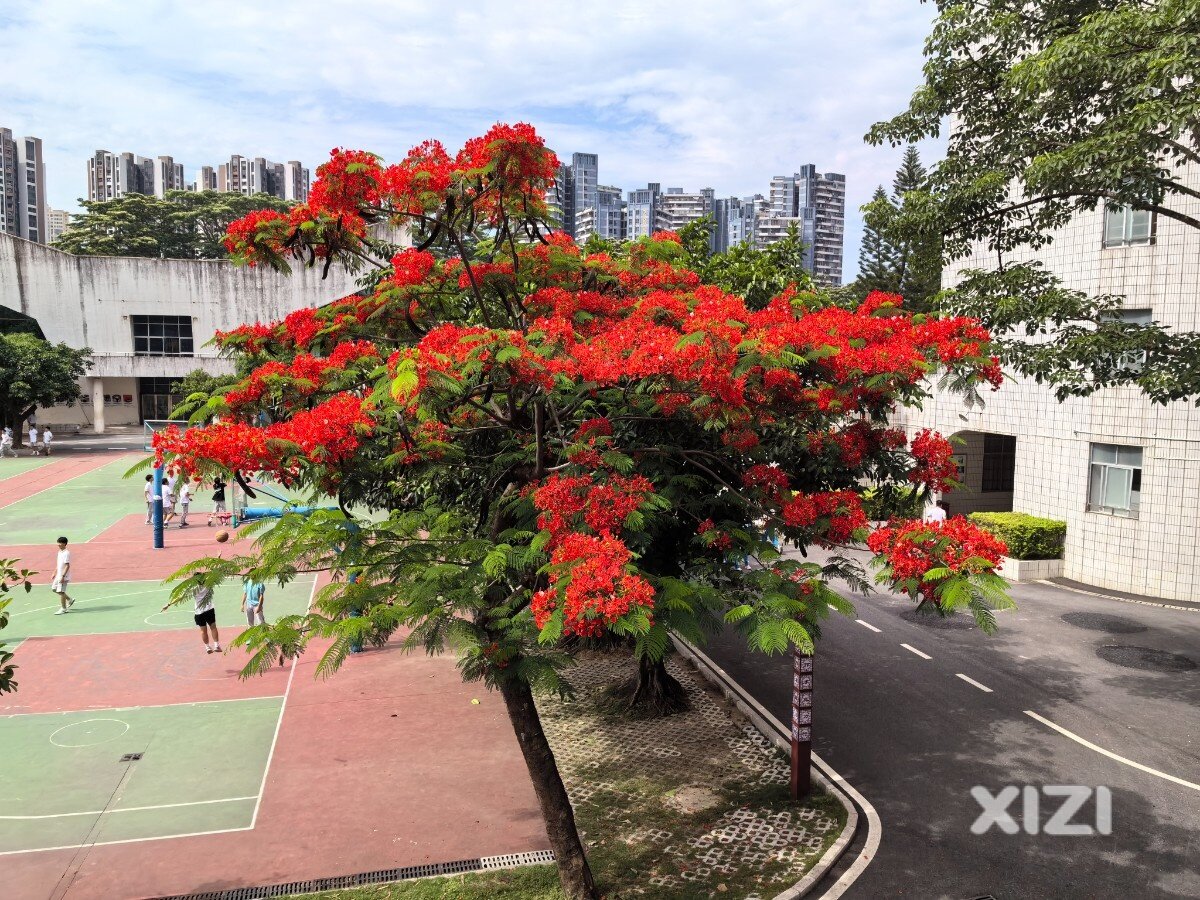 实中：又是一年花盛开 期待高考捷报来