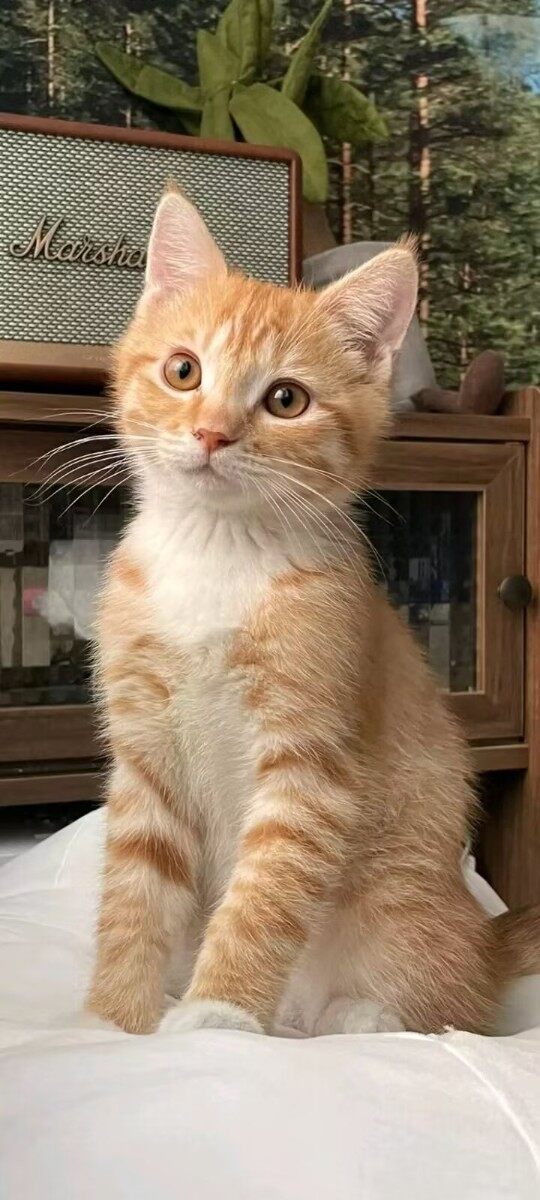 猫咪