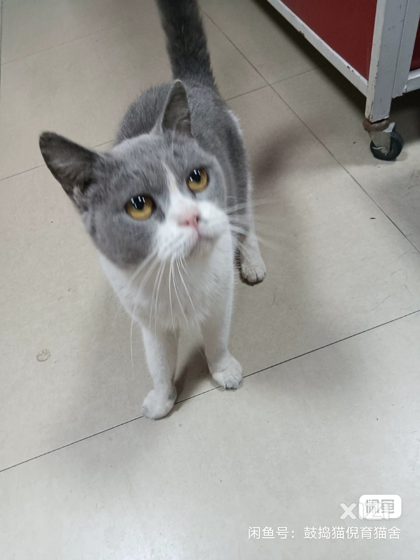 猫咪，有喜欢养猫咪的私聊我，谢谢