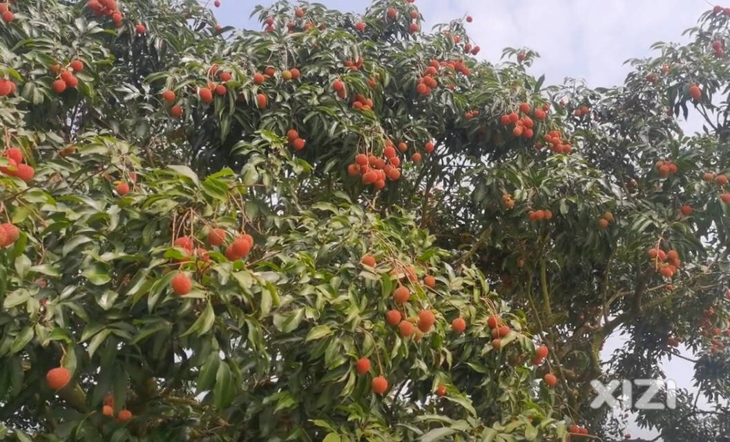 感谢回复