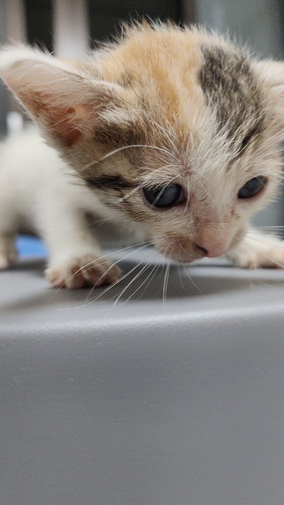 惠城三花小奶猫找领养