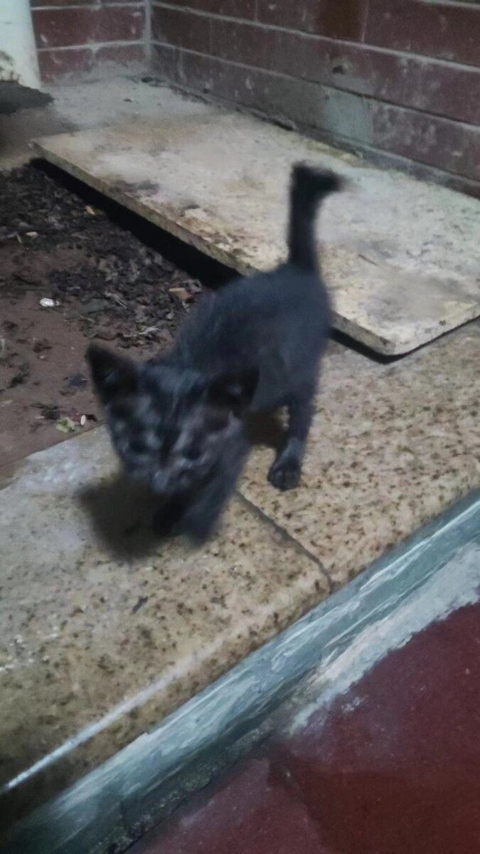 惠城东平楼下捡了只1月小黑猫求领养免费