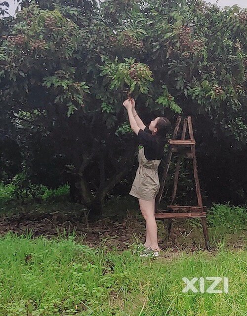 家里好多龙眼