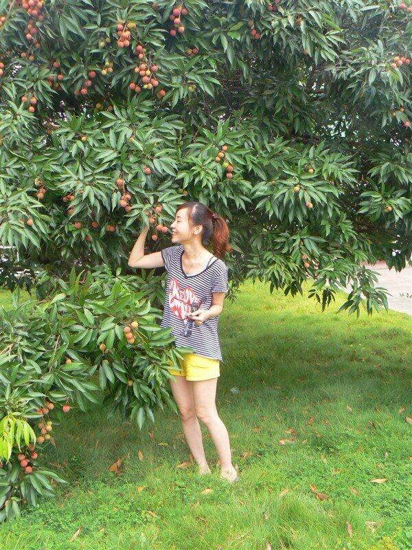 荔枝红了。。。。。。