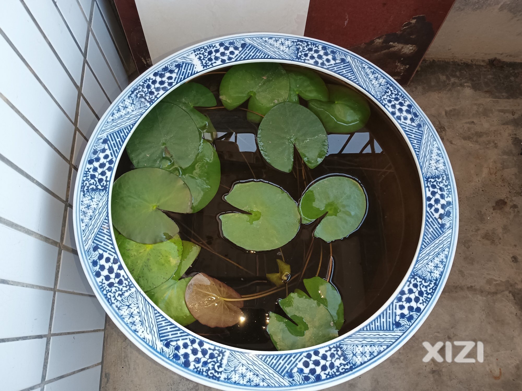 小莲花，青花瓷，小鱼儿的乐园。