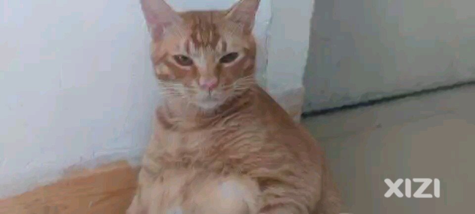 橘猫找领养