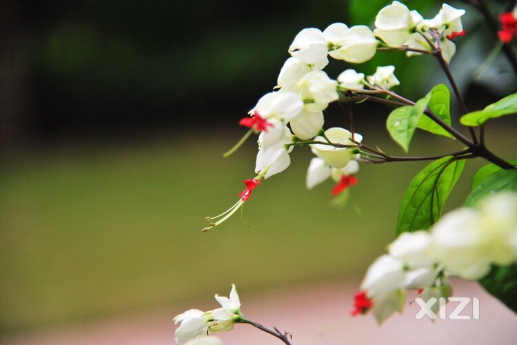 美丽的龙吐珠
