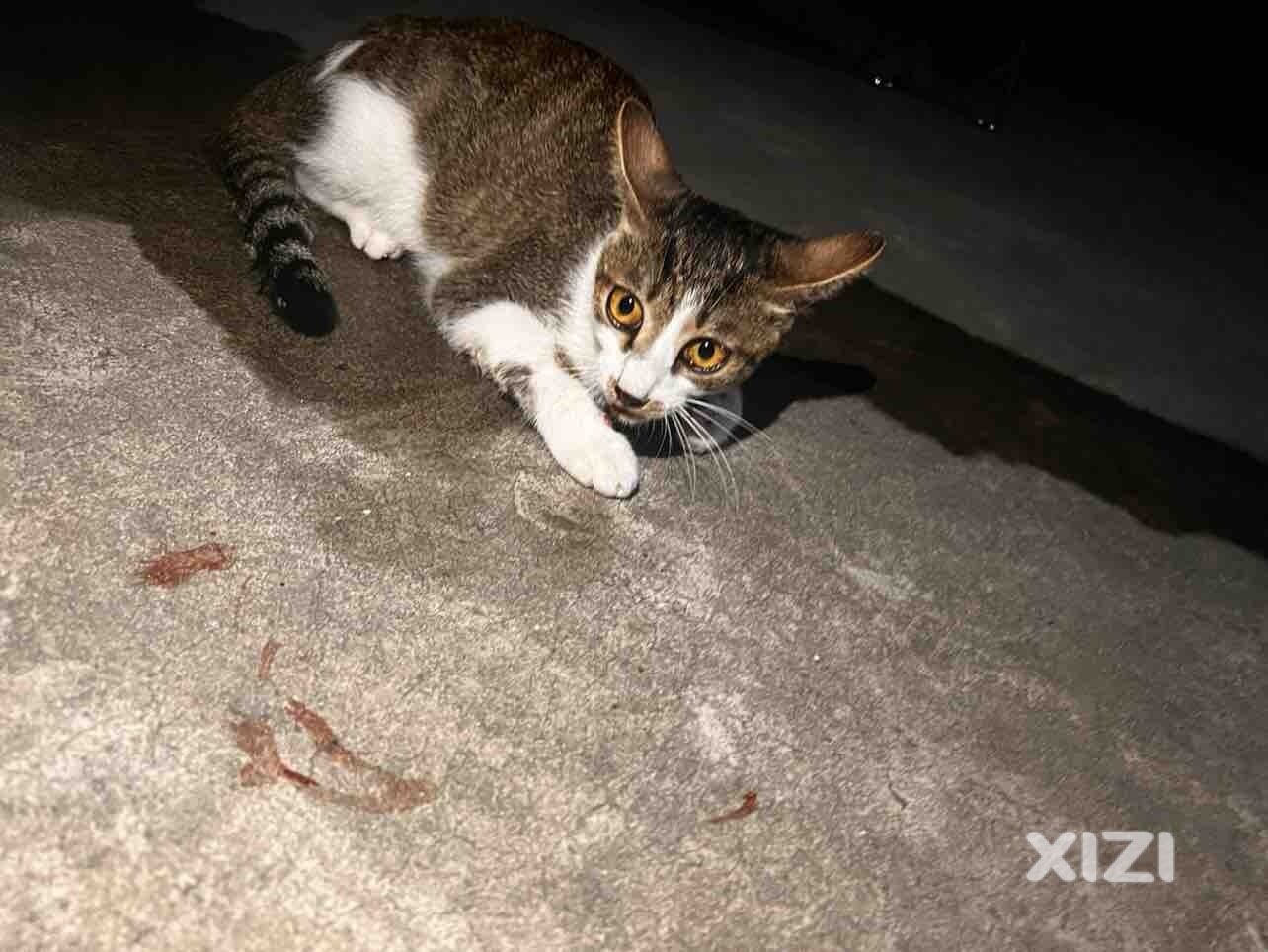 流浪猫求救助收容，求抓猫！
