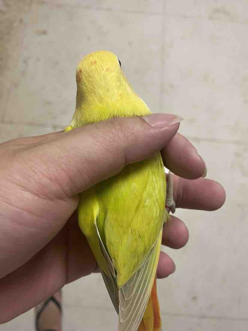 牡丹鹦鹉，虎皮鹦鹉。