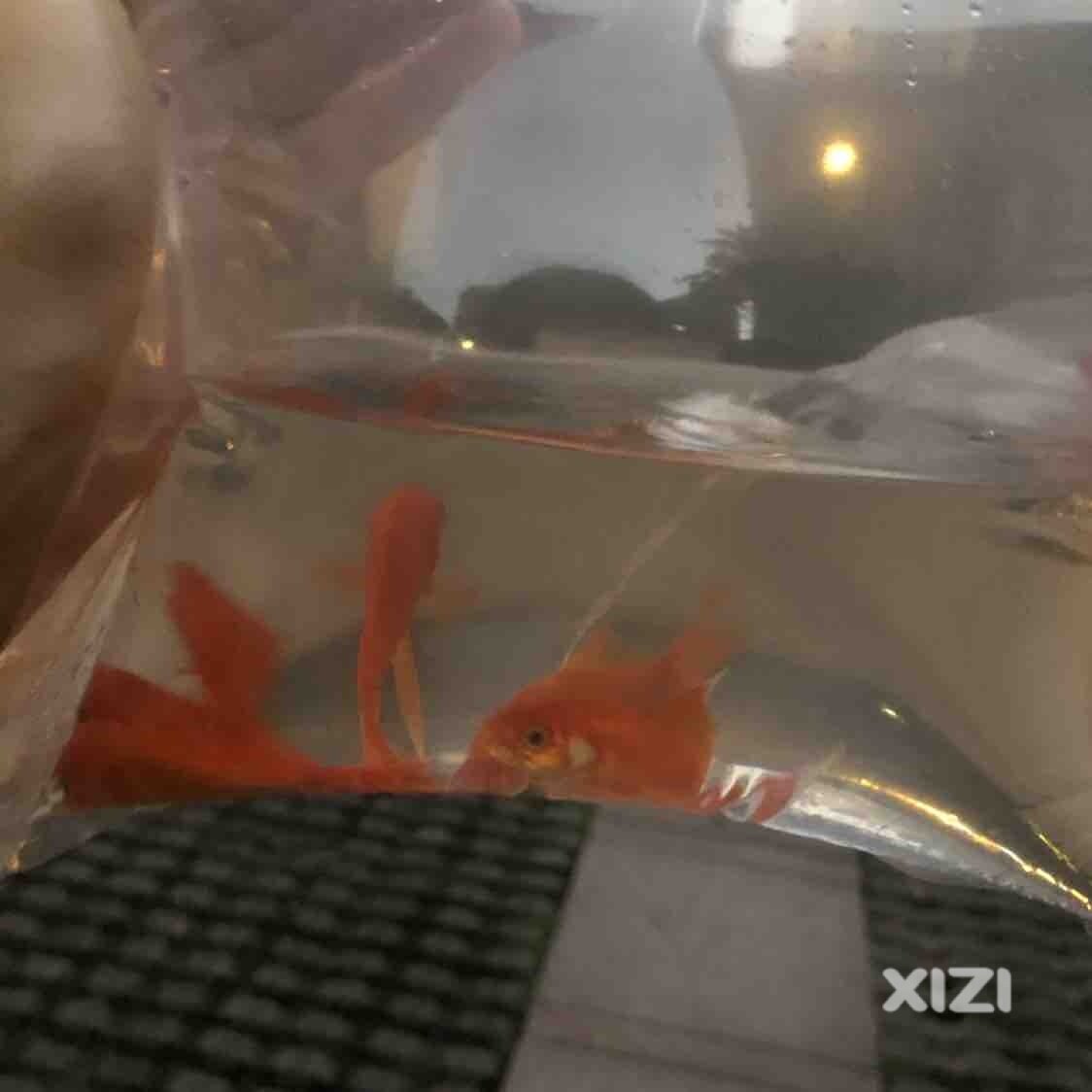 现在什么都能网购