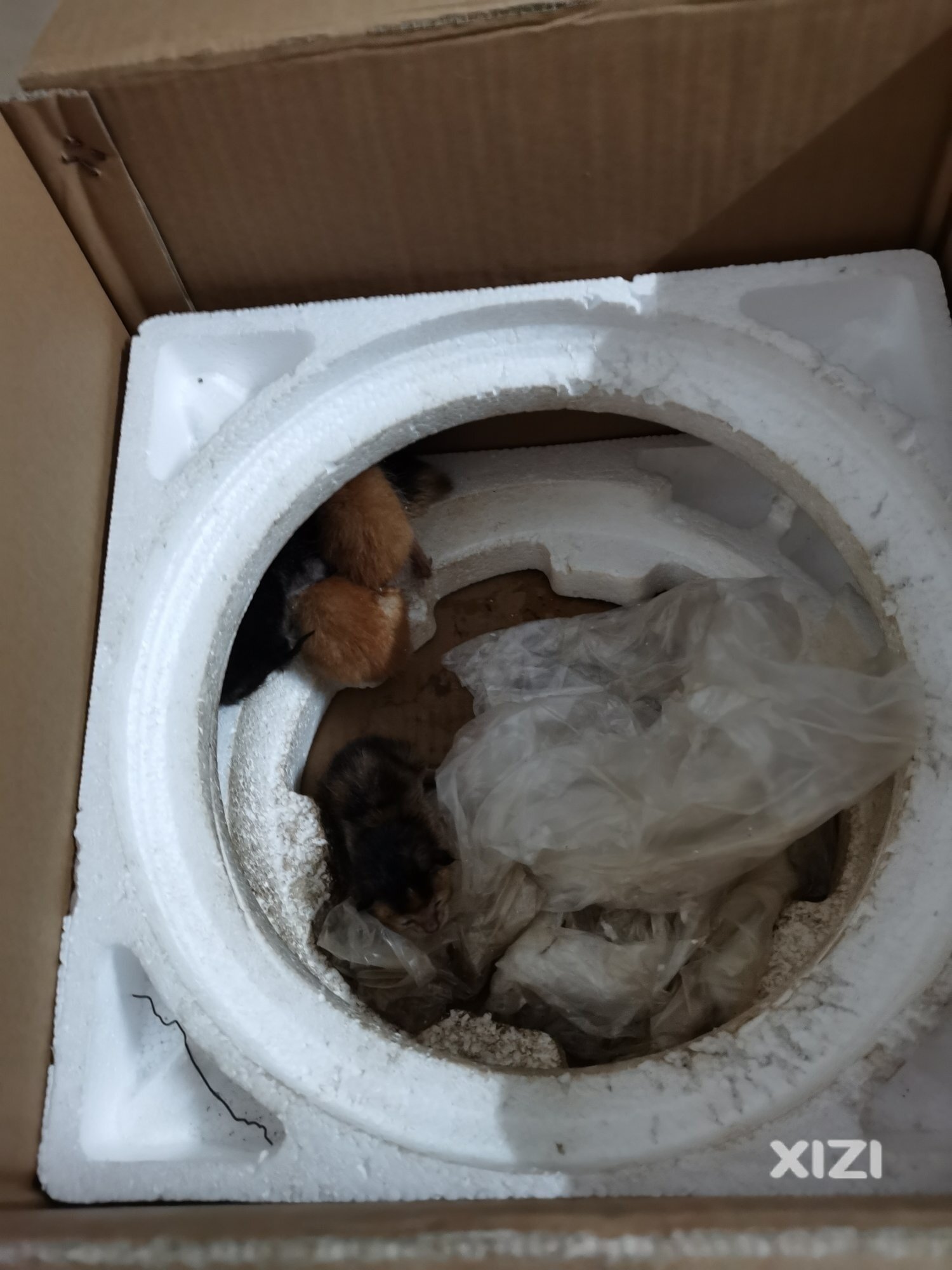 萌猫紧急求助