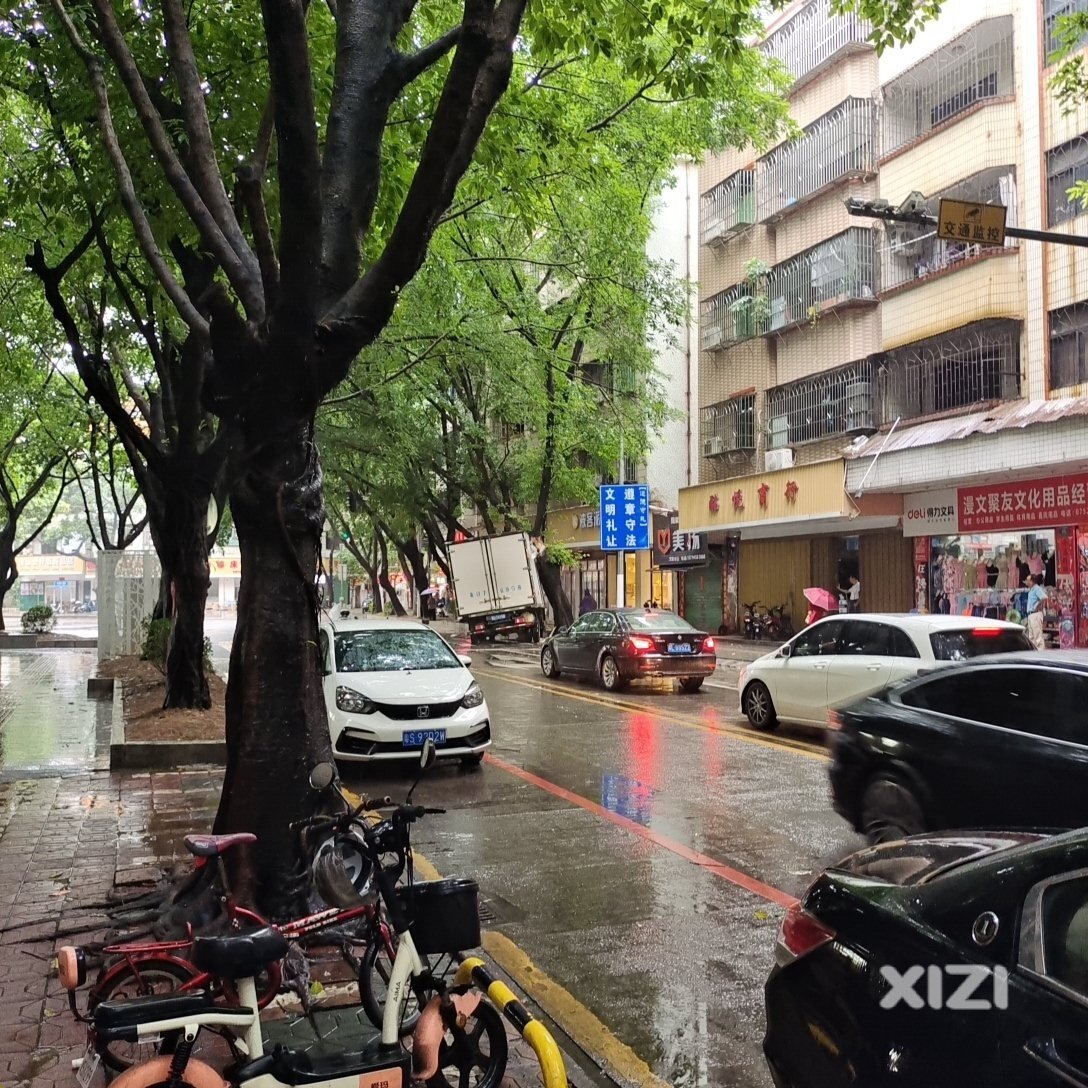 十字路口一车碰到大树