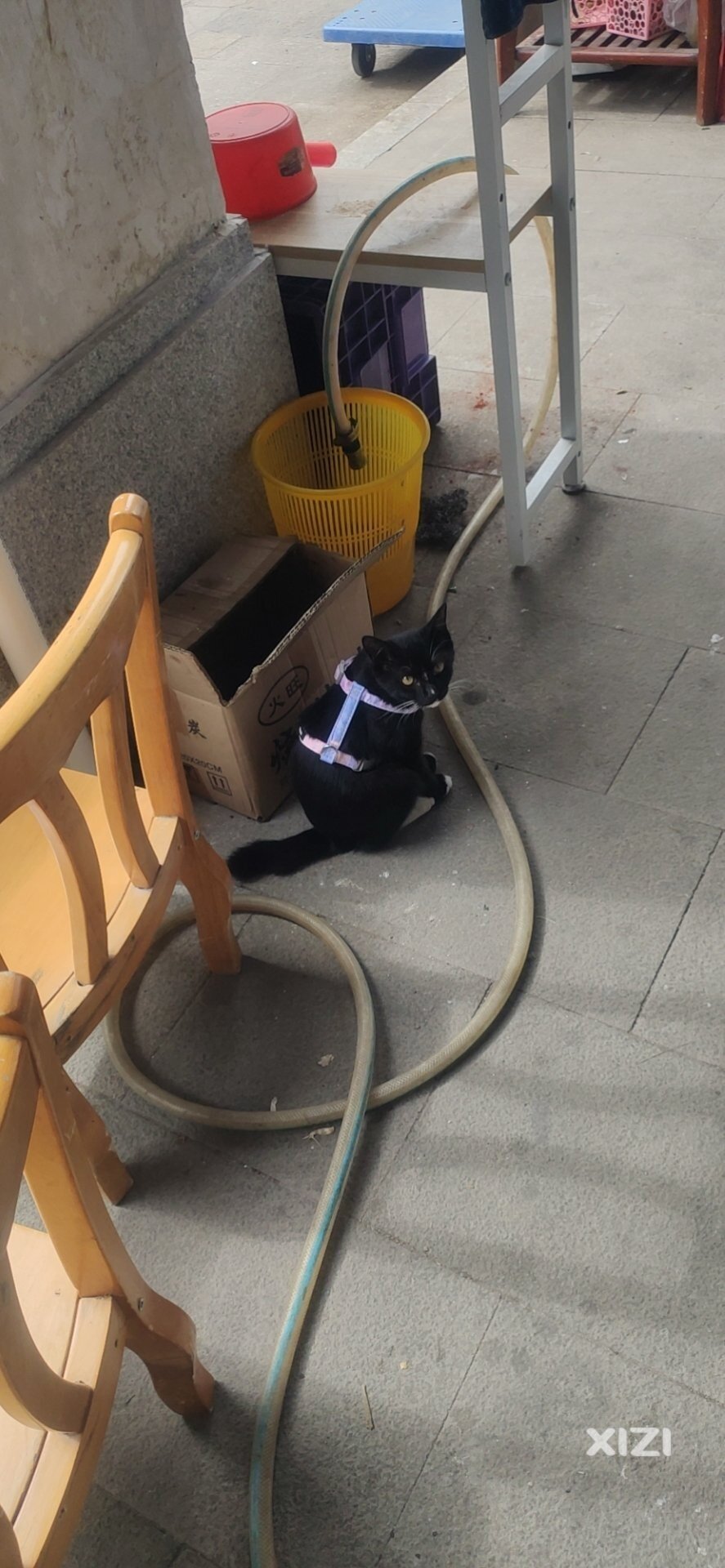 水东街猫咪
