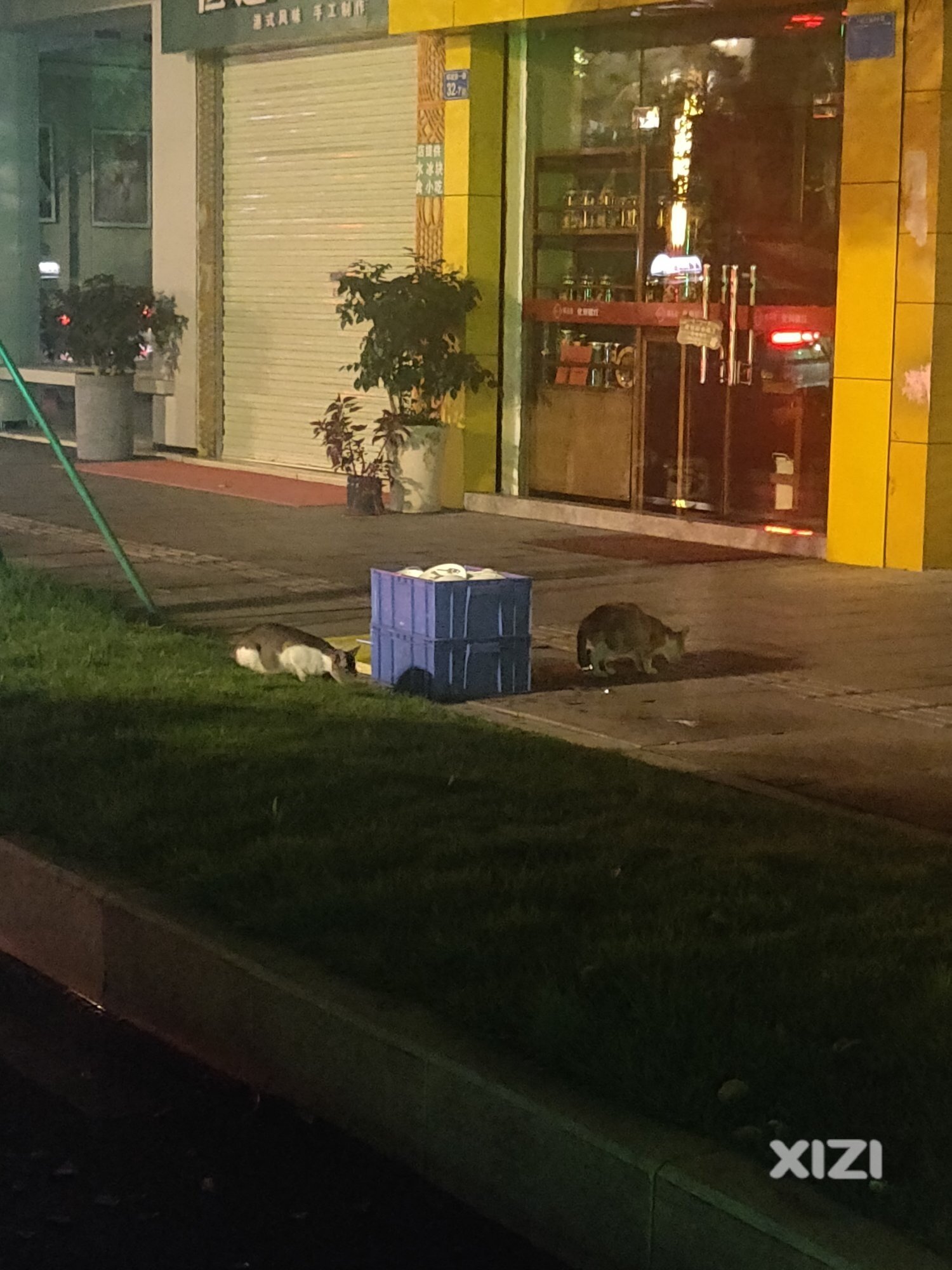 也许我们吃过的餐具也是猫狗吃过的
