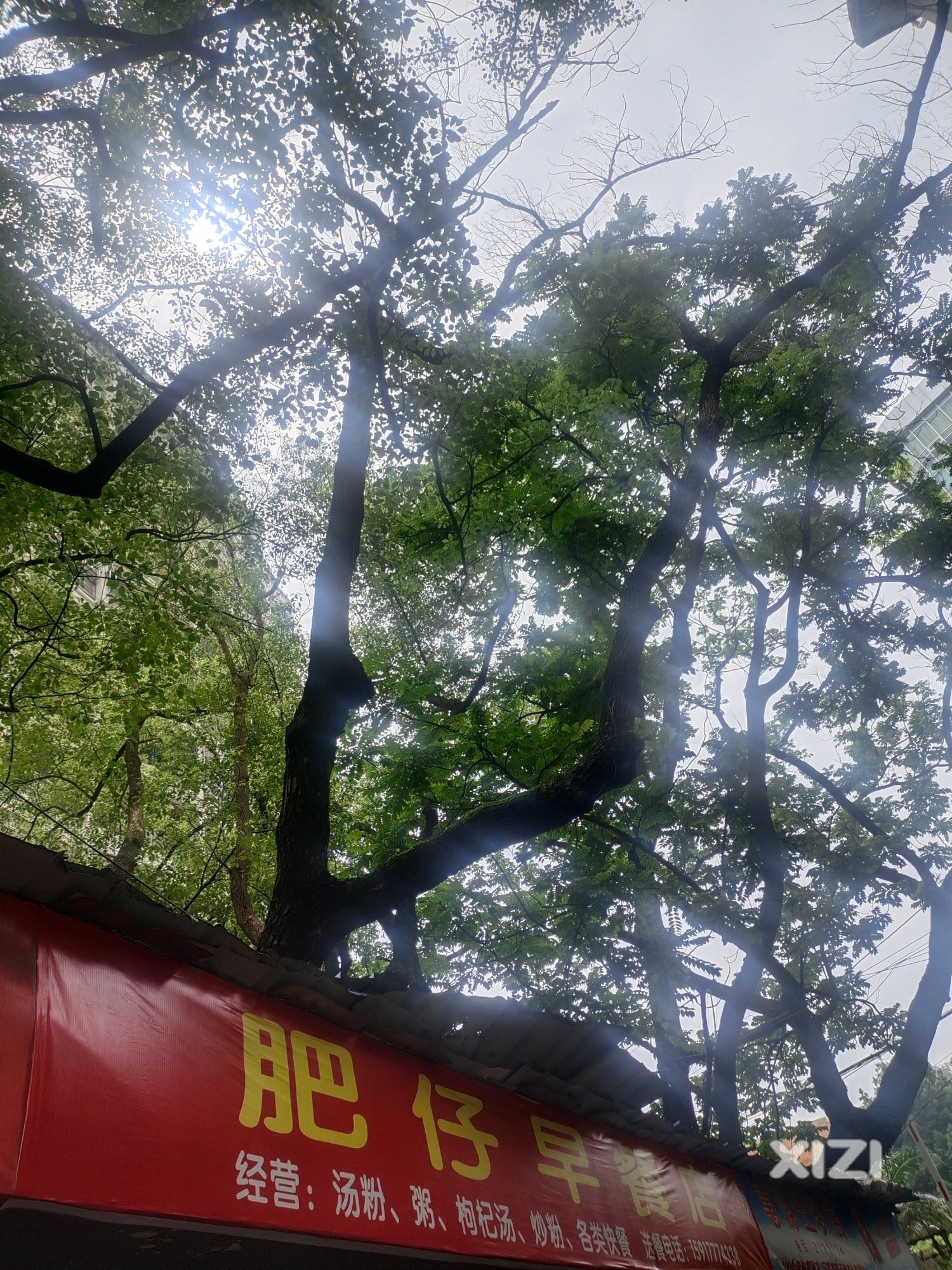 这棵树已枯萎快一年了