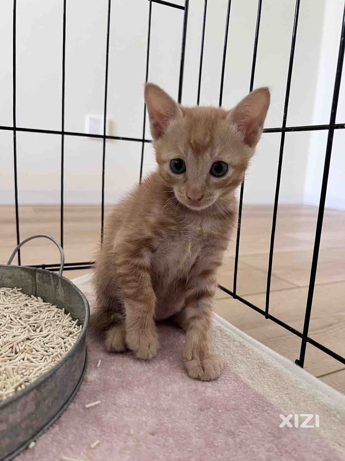 活泼可爱的小奶猫免费
