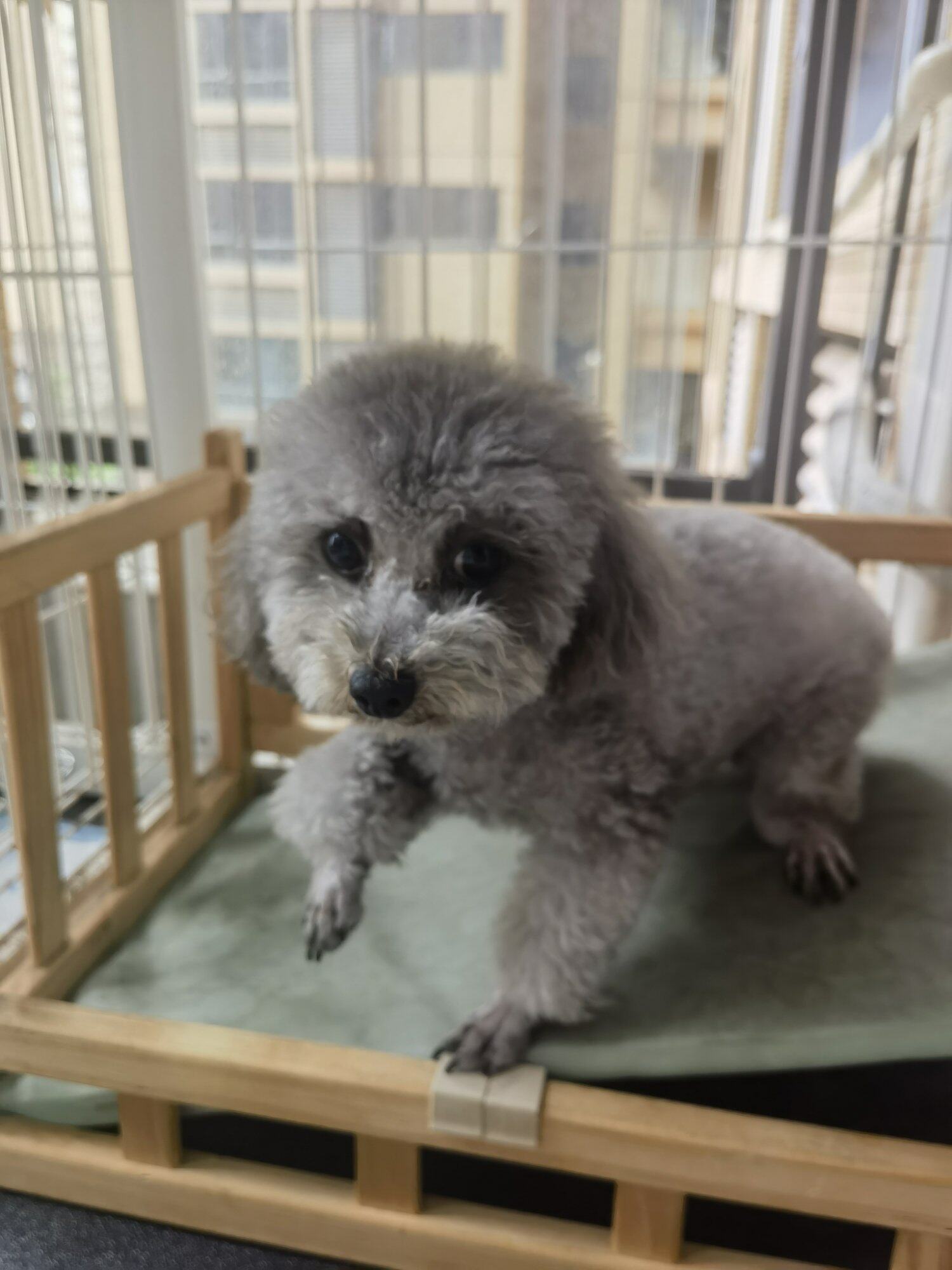 寻找有缘人领养泰迪