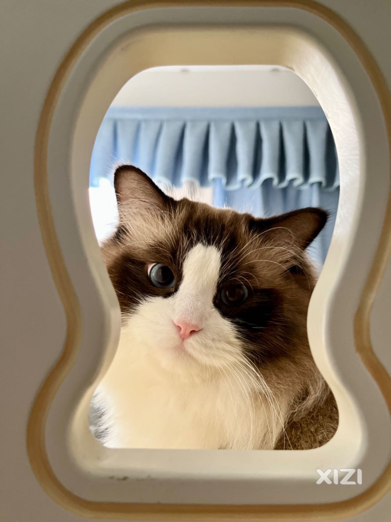 猫咪领养