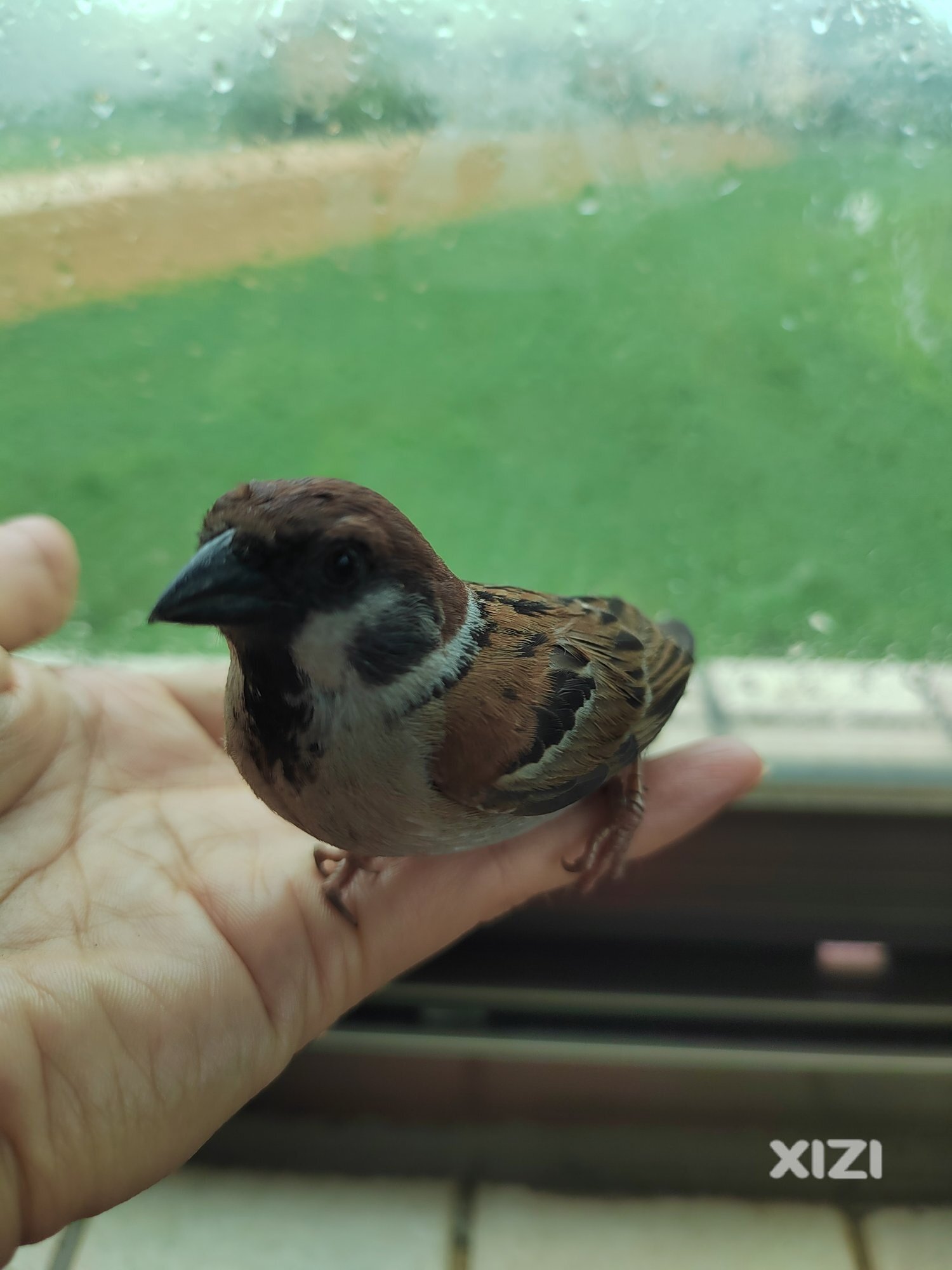 邂逅一只小小鸟