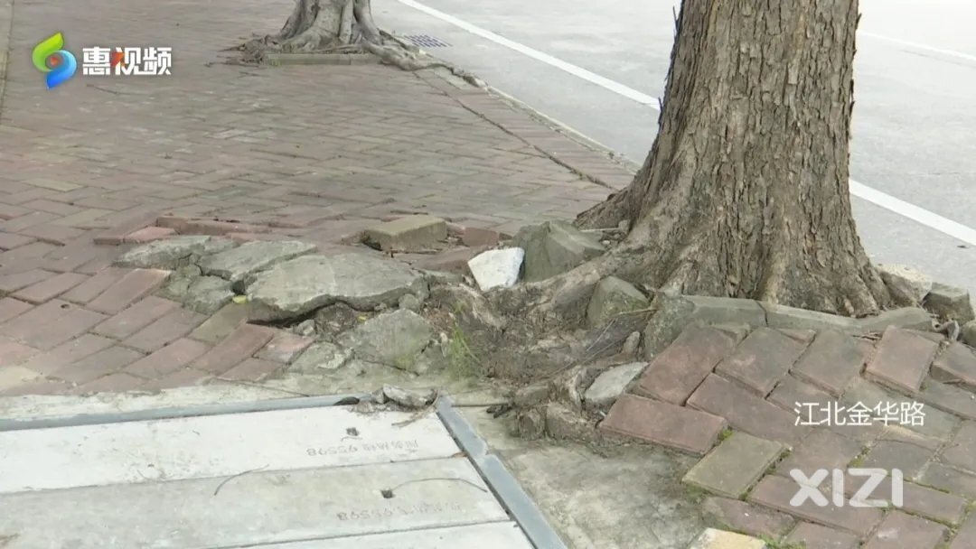 树根“破土而出”影响市民通行 市政园林已着手维修改造