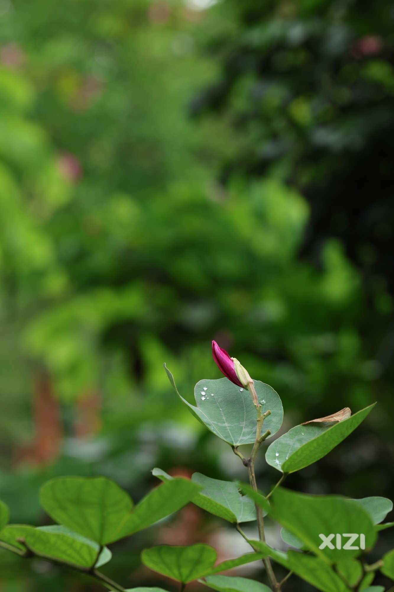 鹅城正是赏花时