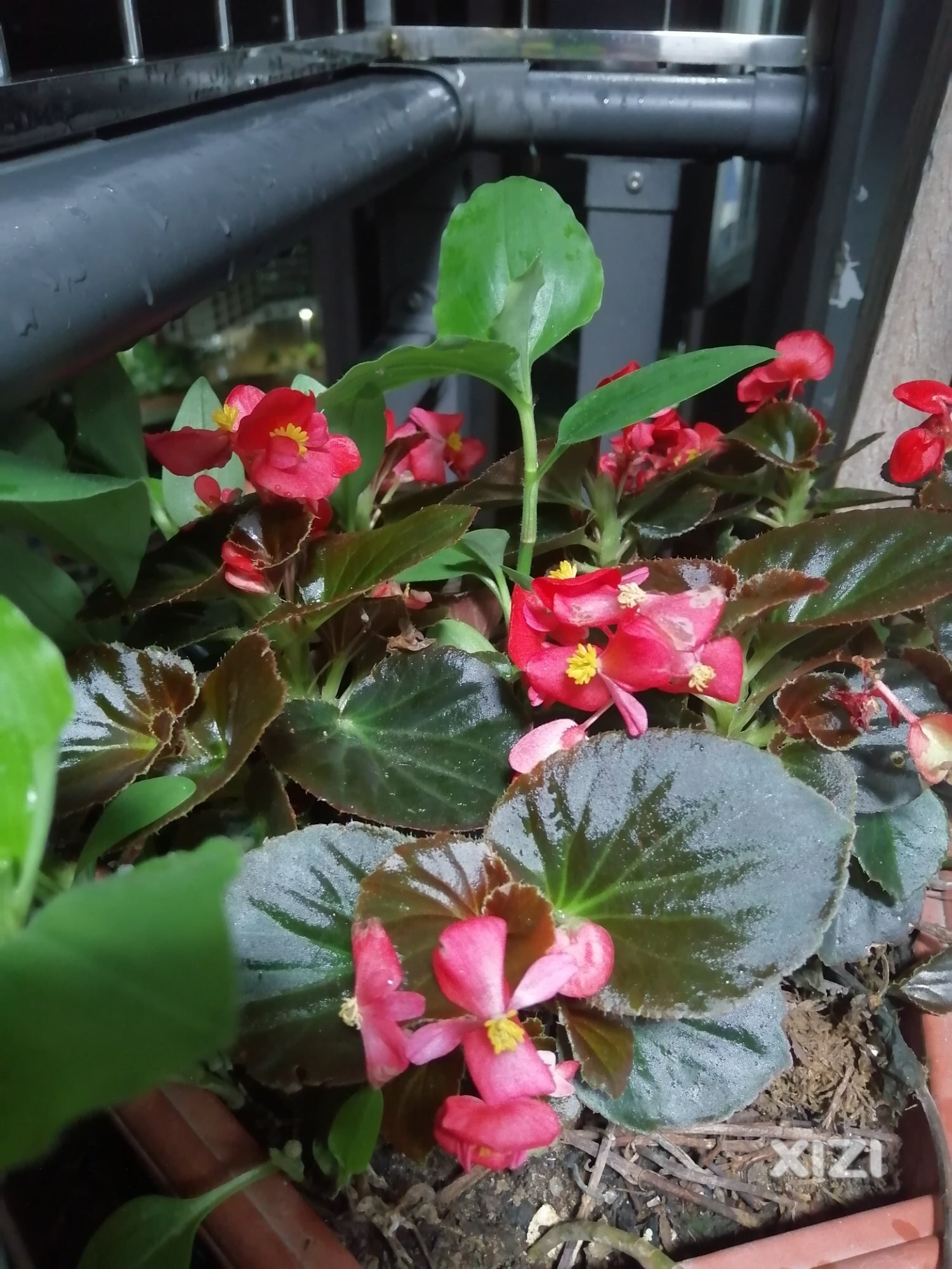 阳台的花花盛开了