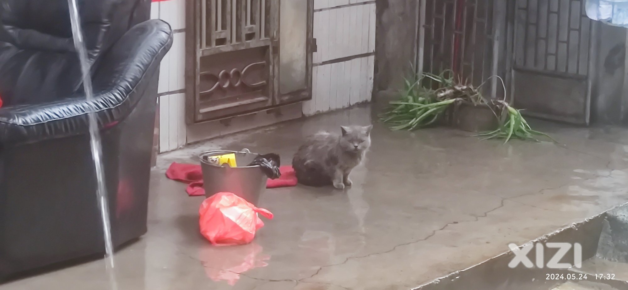 谁家的猫啊.
