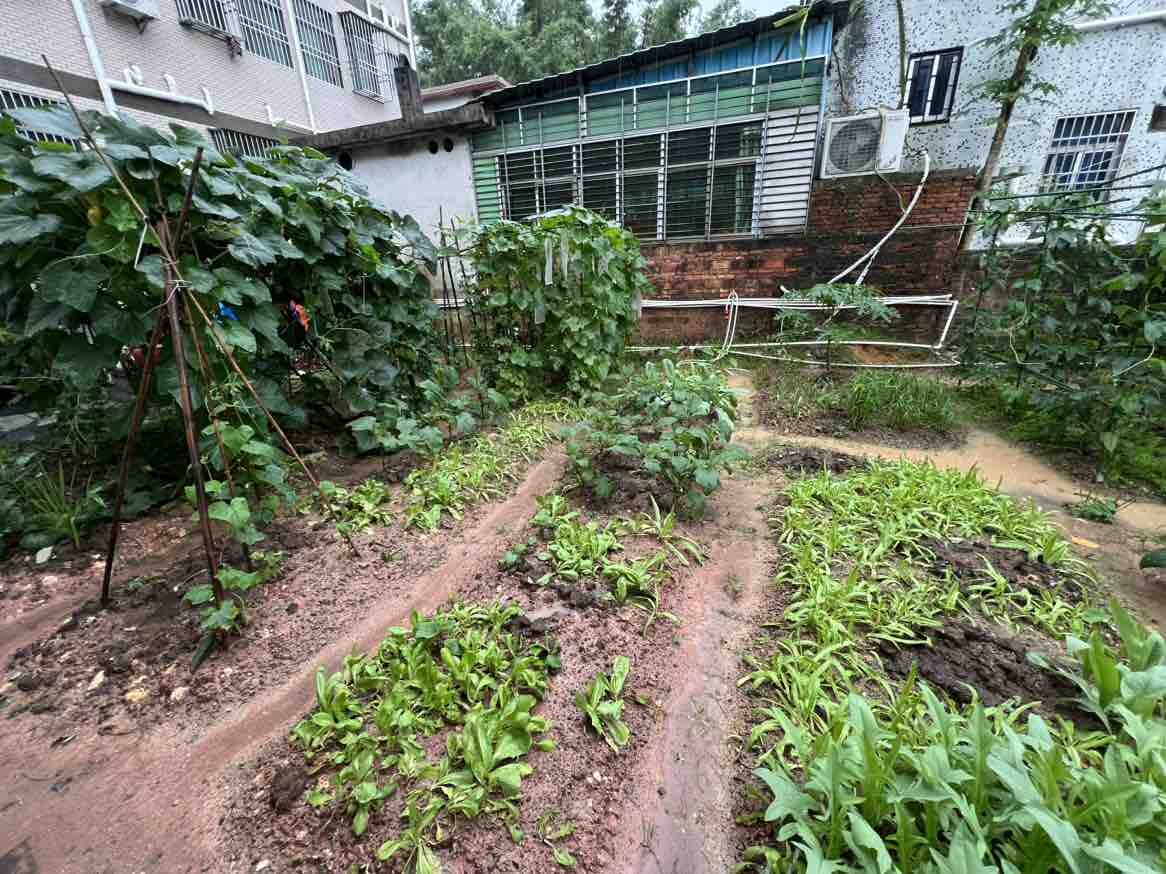 雨一直下，唉，这菜没