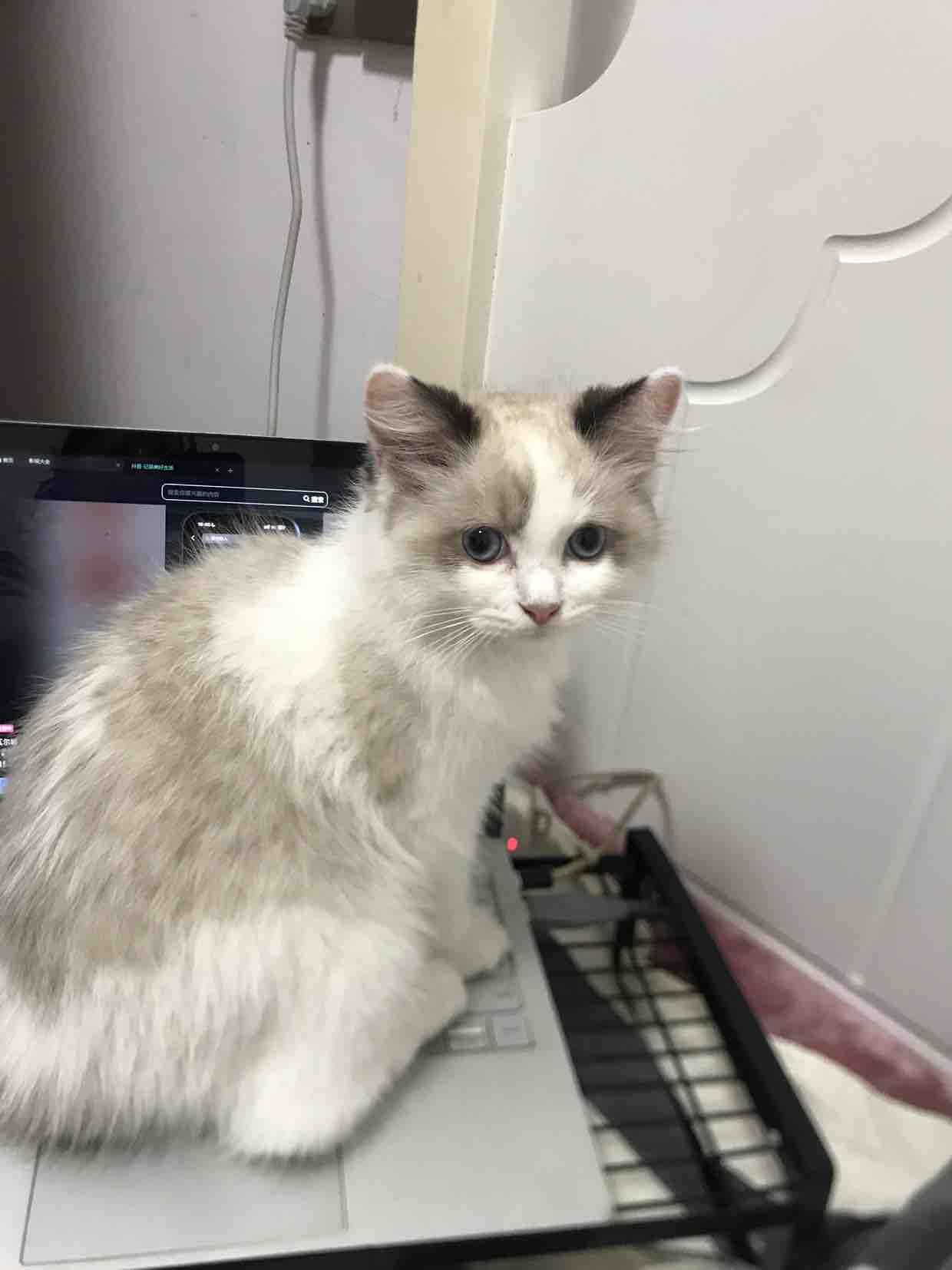 自家小猫咪有偿领养