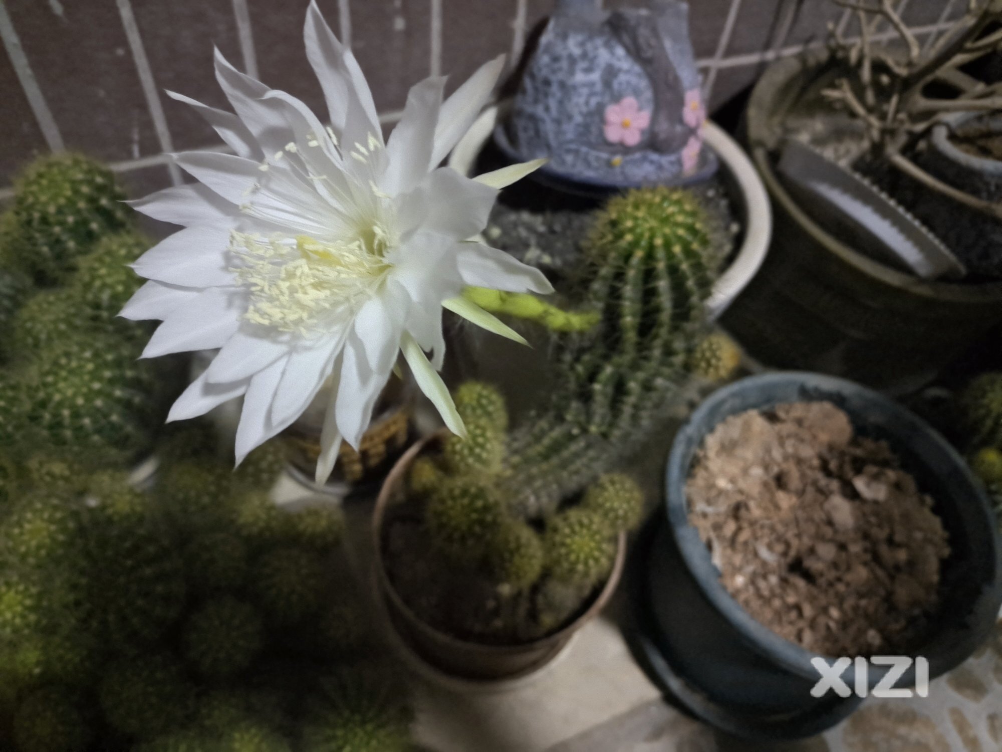 昙花
