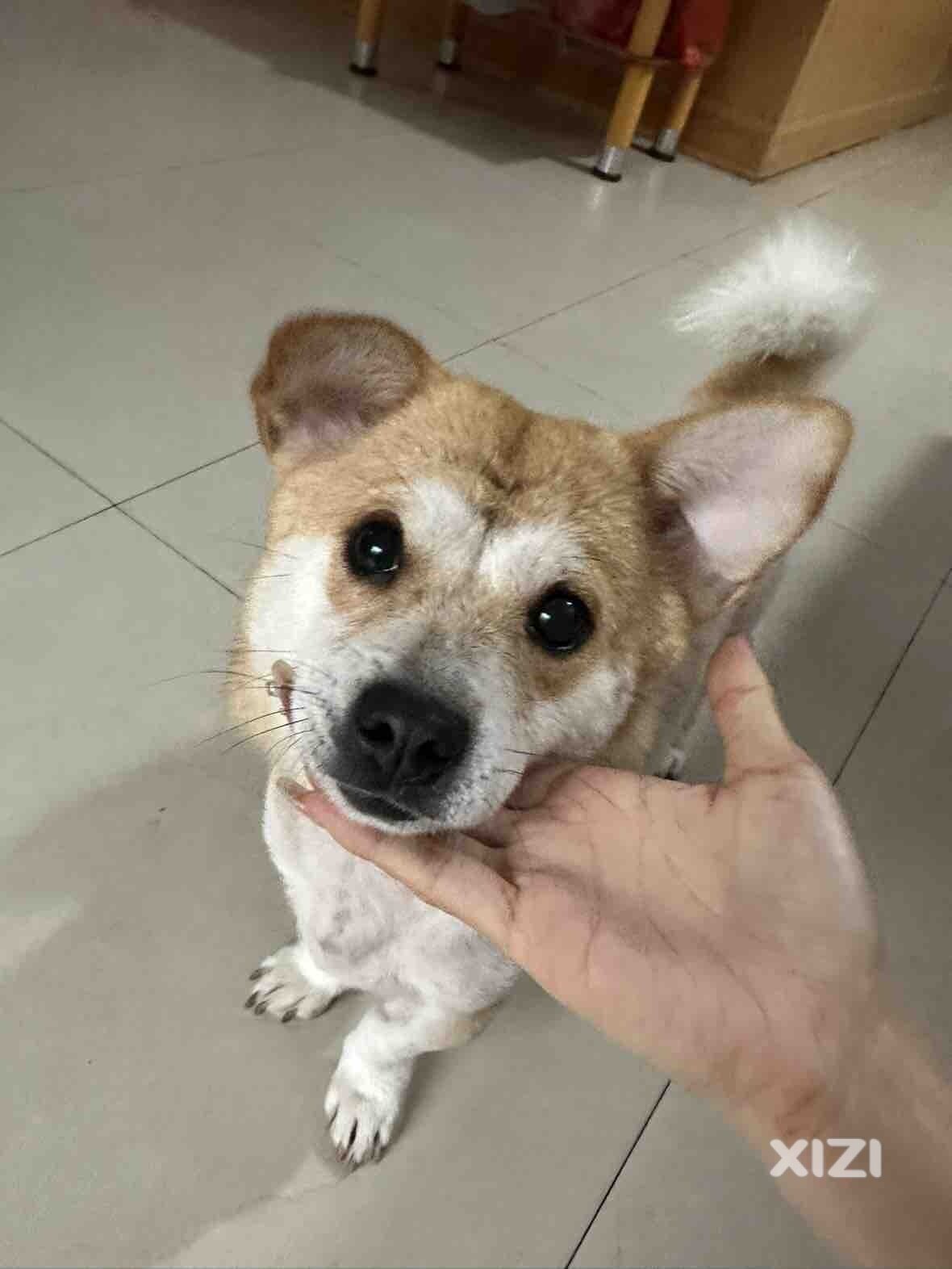 柯基+田园犬串串（无偿领养）