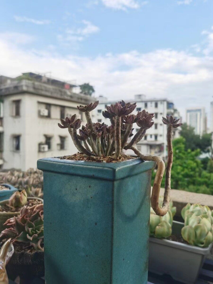 【无处理发2】