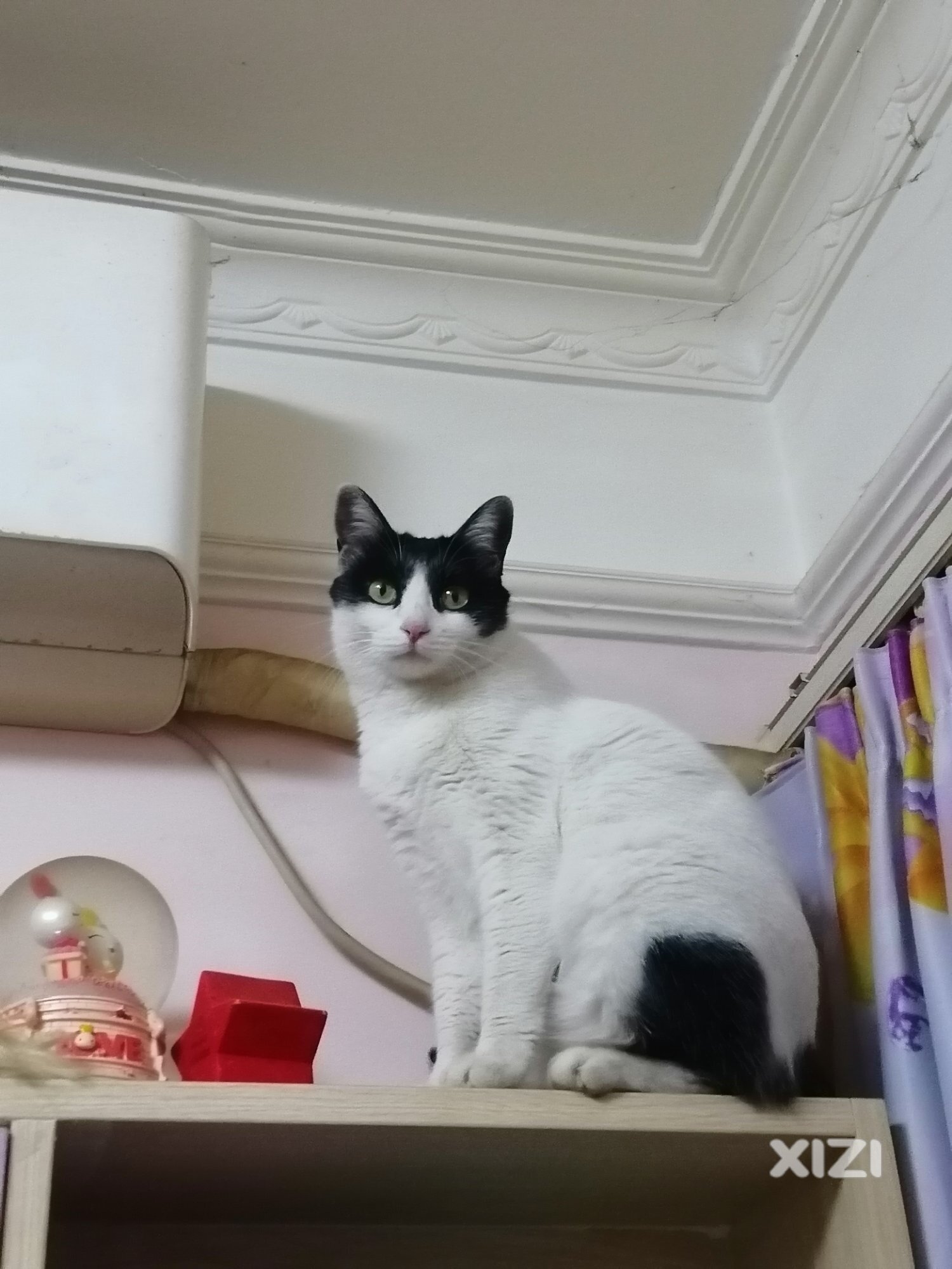 猫咪红包领养