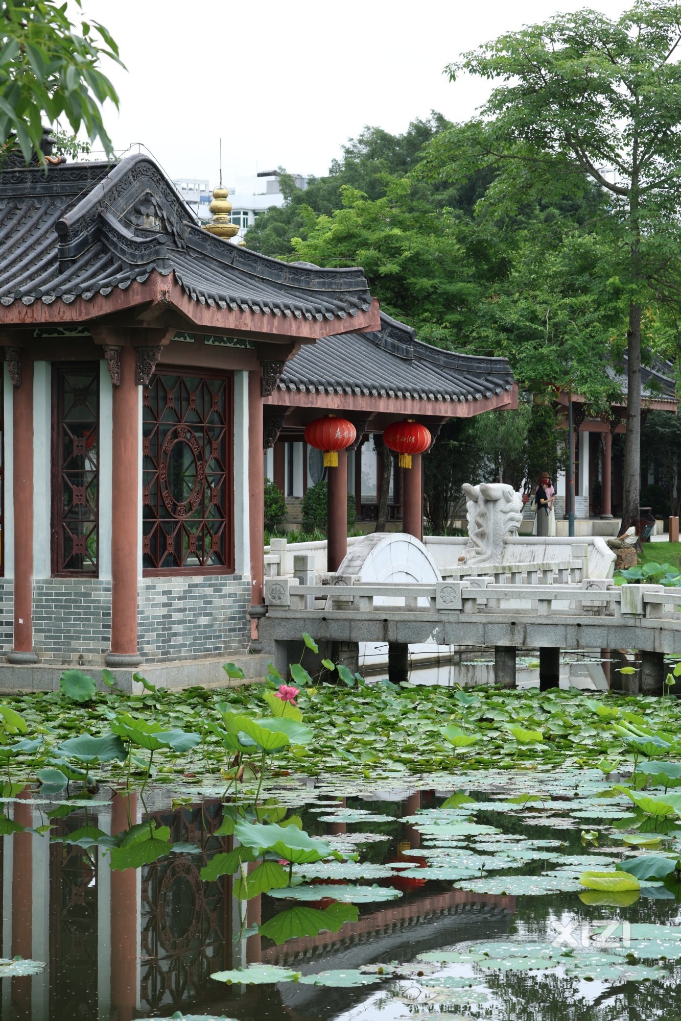 丰渚园又是一季荷花盛