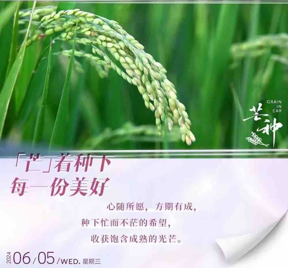 芒种