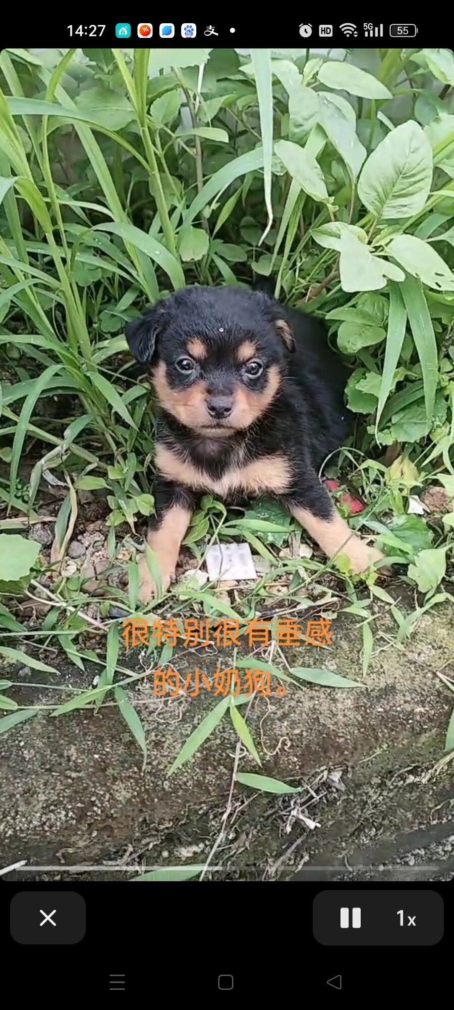 四眼狗有喜欢的吗？汝