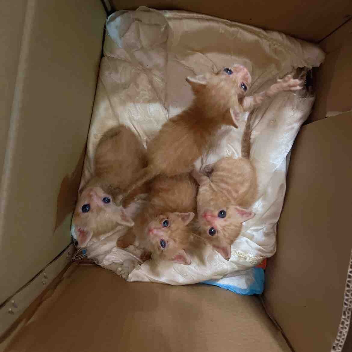 一窝小橘猫寻找主人