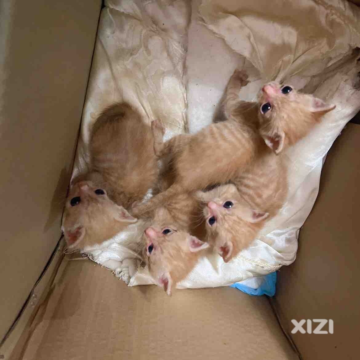 小猫咪找主人