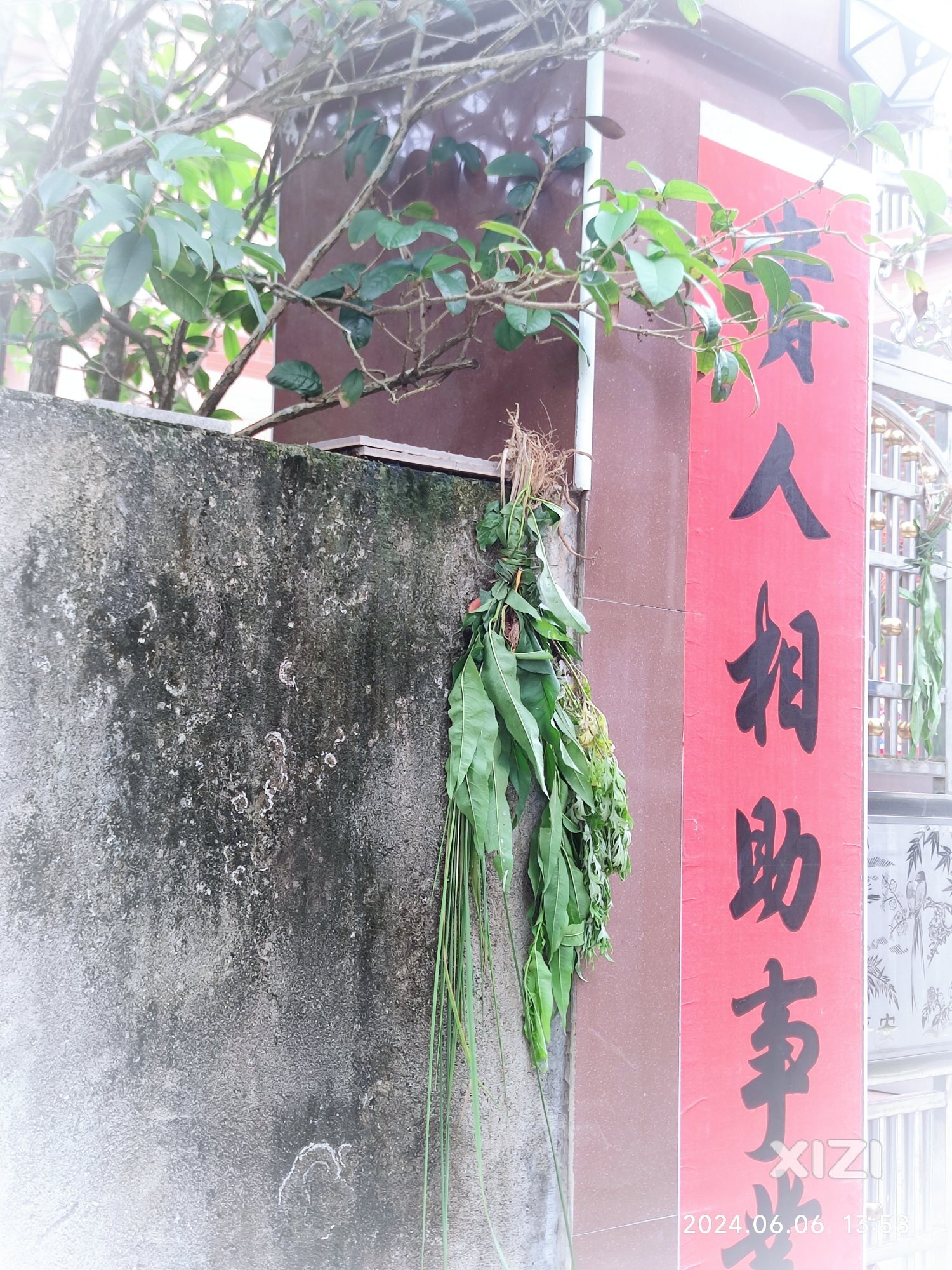 五月初，挂艾草