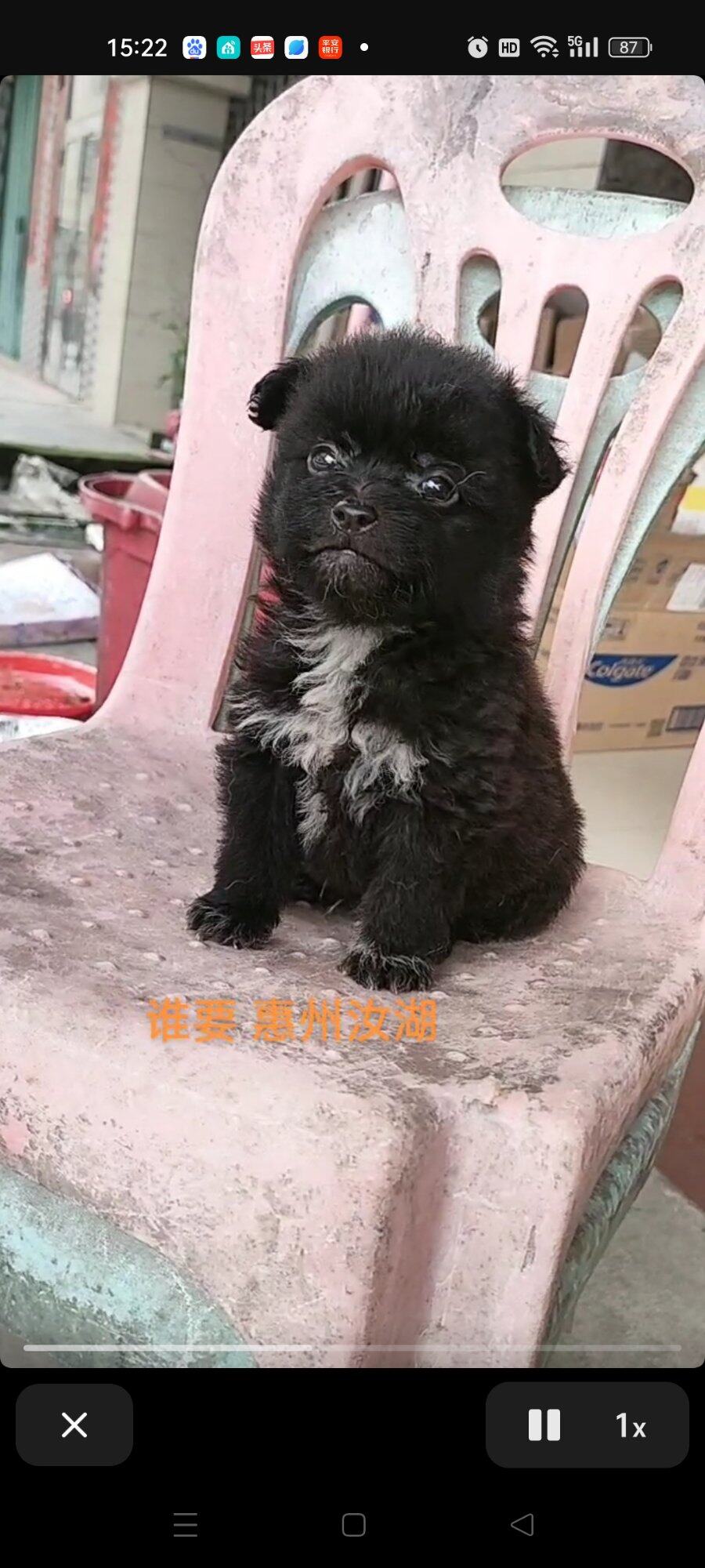 惠州汝湖13531621376