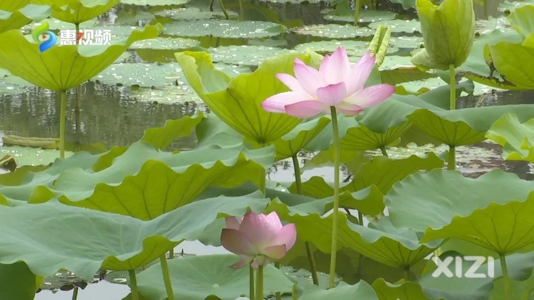 赏花吗？端午来西湖“荷”你相约！